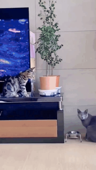 20250211-210010-090ef13e-eeb8-4ad6-b754-19b5247fa565.11395.pic.gif