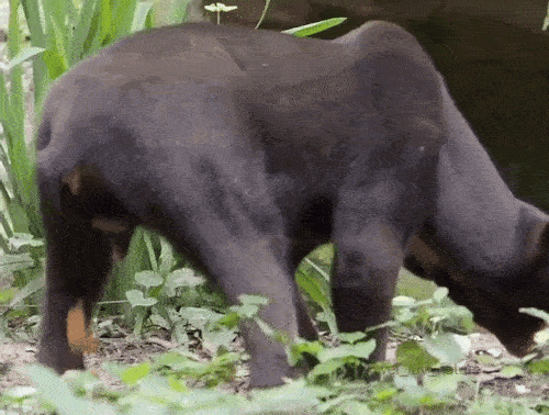 20250305-142513-e1a95738-3b1a-487c-b03d-c0cd31b5f271.11395.pic.gif