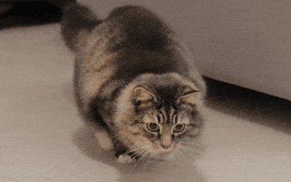 https://rehost.diberie.com/Uploads/373/20261007-230554-f42f9a6c-503d-4621-bfc7-4122ab2b415a.373.pic.gif