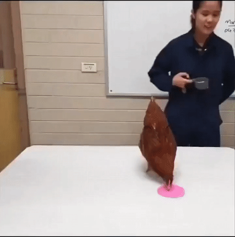 https://rehost.diberie.com/Uploads/384/20220928-193625-67e60e43-4bfe-4aa4-b404-ddf4f326351d.384.pic.gif