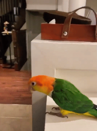 https://rehost.diberie.com/Uploads/384/20221002-152836-9dffc90c-71a4-4cec-887e-fe90785e761f.384.pic.gif