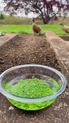 https://rehost.diberie.com/Uploads/384/20260508-165647-44e962ad-3ea2-4786-acf5-f5633c336dd0.384.pic.gif