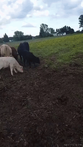 https://rehost.diberie.com/Uploads/384/20260620-072439-057c21e0-342c-4af0-a367-a1d56aa8bea5.384.pic.gif
