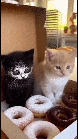 20260714-120226-5d3625b1-1b10-46c5-a831-7bfc01511b37.384.pic.gif