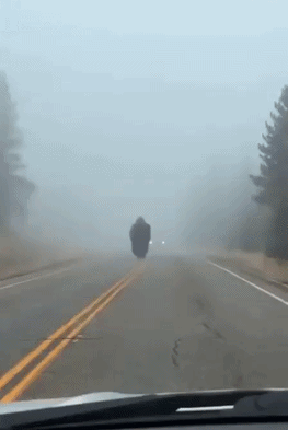 20260920-115106-12ebf0db-251b-4e61-b843-0ede1431e67a.384.pic.gif