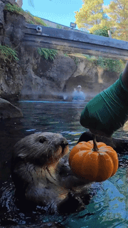 https://rehost.diberie.com/Uploads/384/20261024-091539-b49314b4-cba0-458f-9f1c-ae0575553766.384.pic.gif