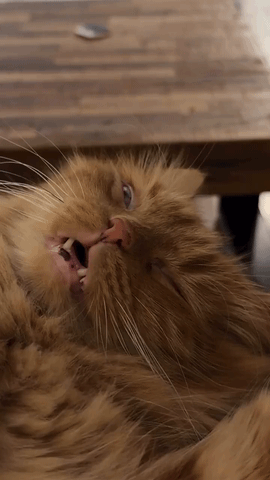 https://rehost.diberie.com/Uploads/384/20261025-080137-1ae8bec7-bddc-4c46-a795-786497e1f72e.384.pic.gif
