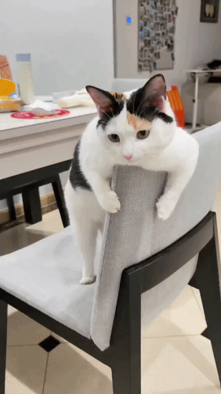 20260514-135651-9bb9fa46-78e2-4ed9-b65b-85d9d11a0b33.5380.pic.gif